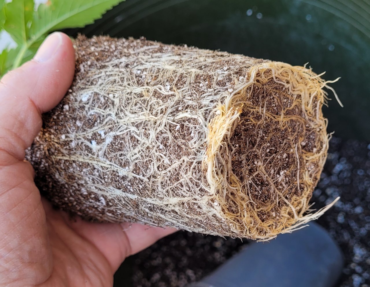 20220513_155555 PU roots.jpg