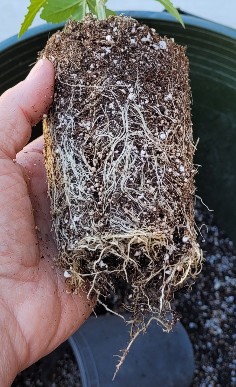 20220513_155802 PU roots sliced and mycos.jpg