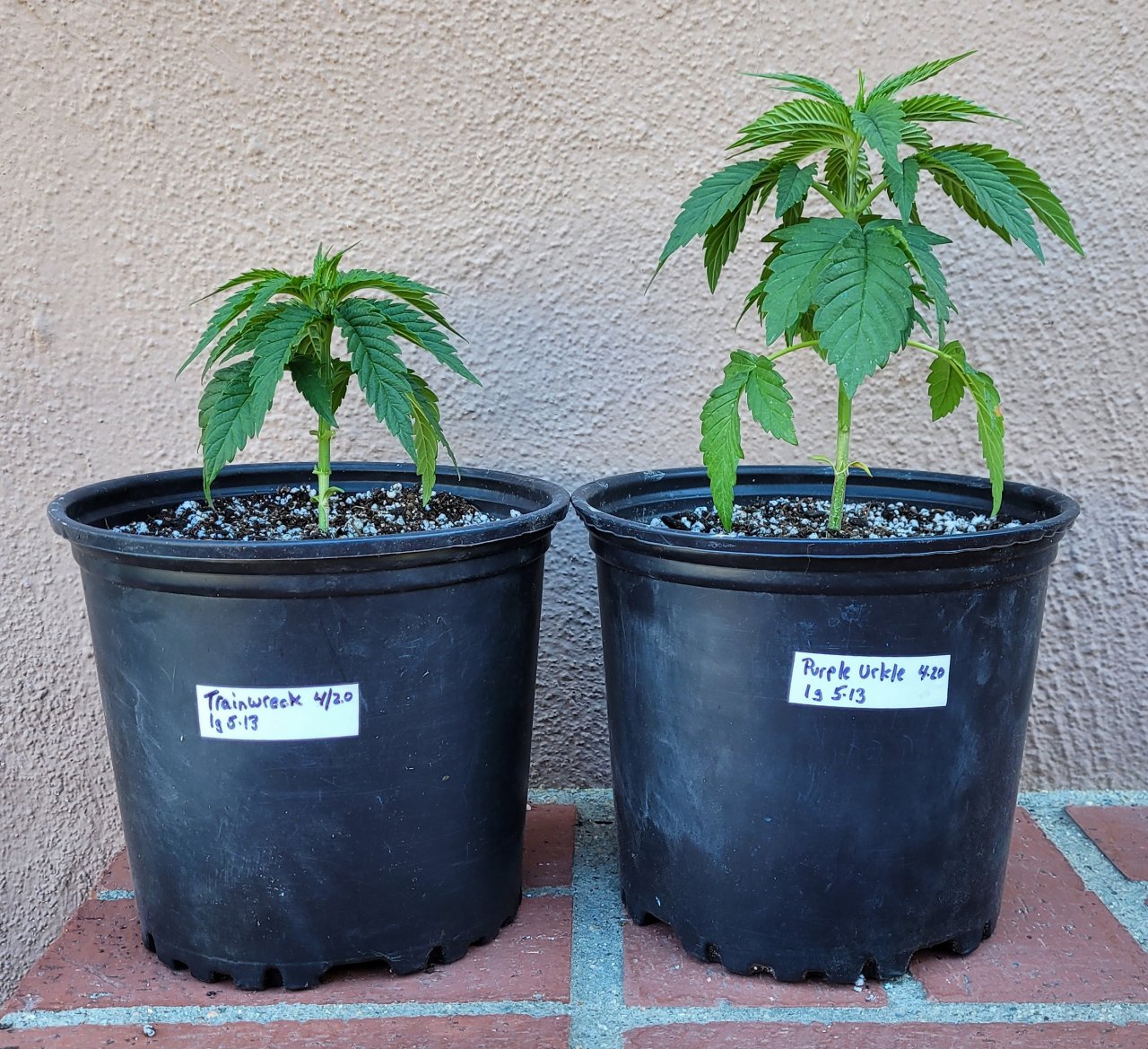 20220513_161550 Summer Grow transplanted.jpg