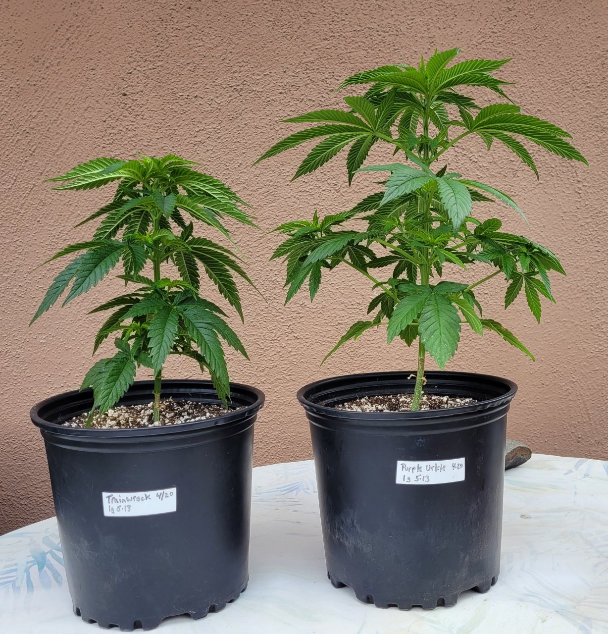 20220524_080235 Summer Grow.jpg