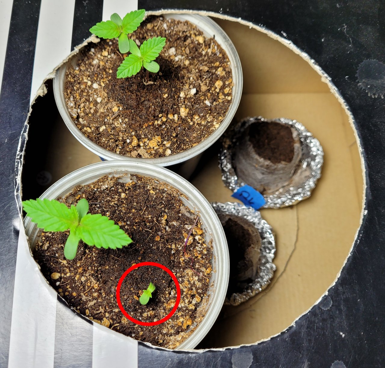 20220720_075007 Sour G seed germination test.jpg