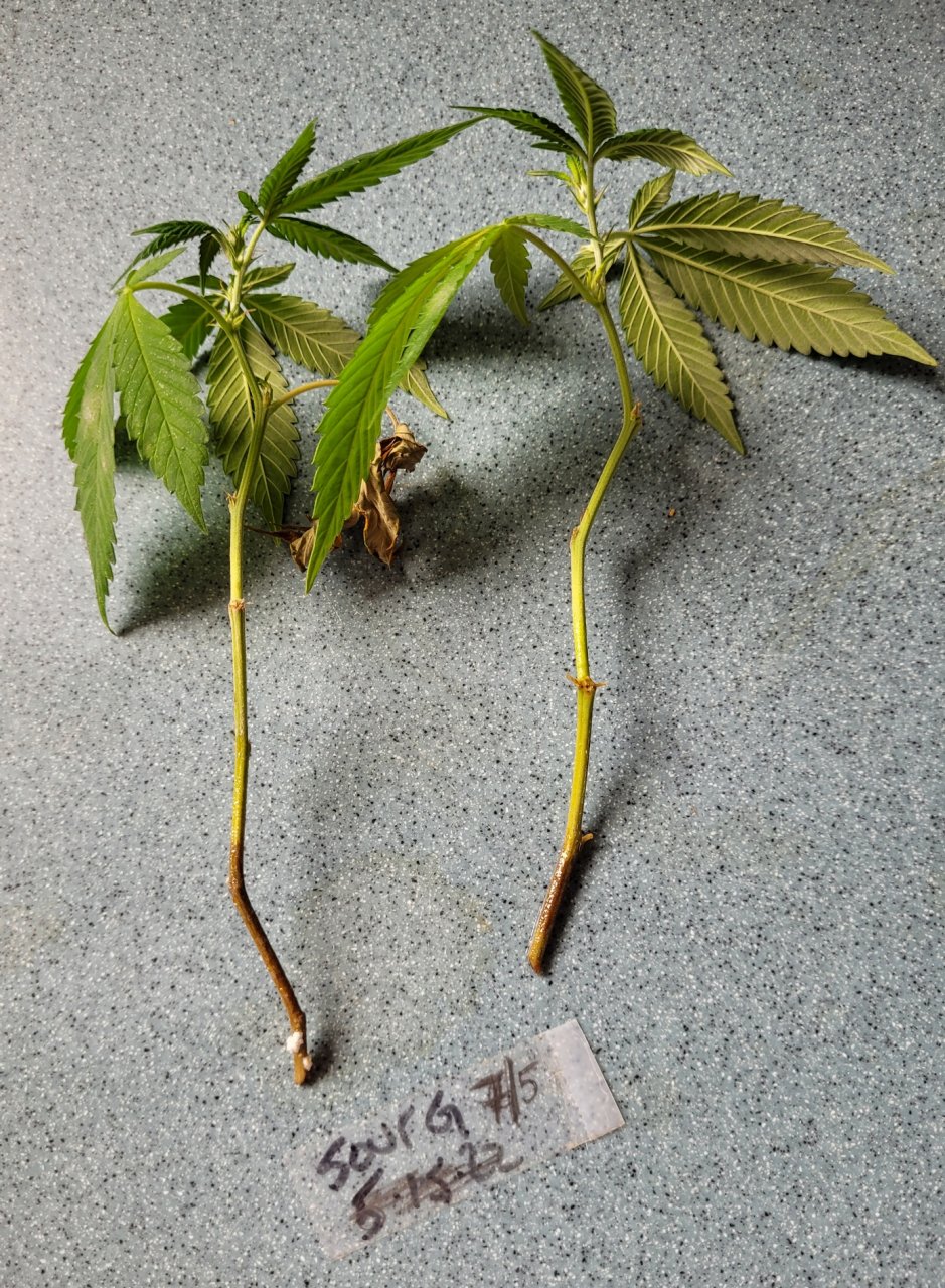 20220731_152733 Sour G cuttings no roots.jpg
