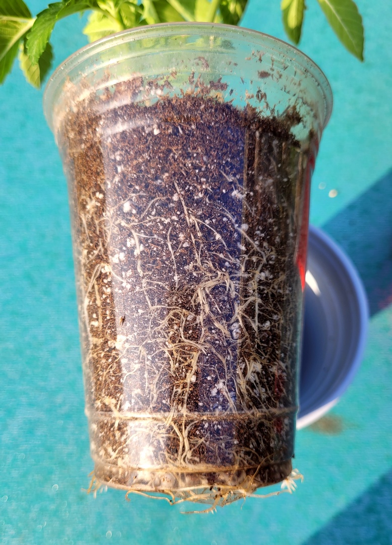 20220803_074206 Sour G STS seed test roots.jpg