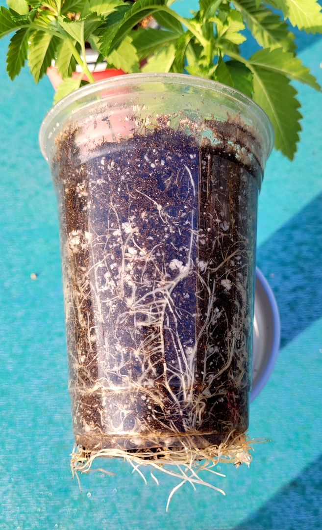 20220803_074236 Sour G STS seed test roots.jpg