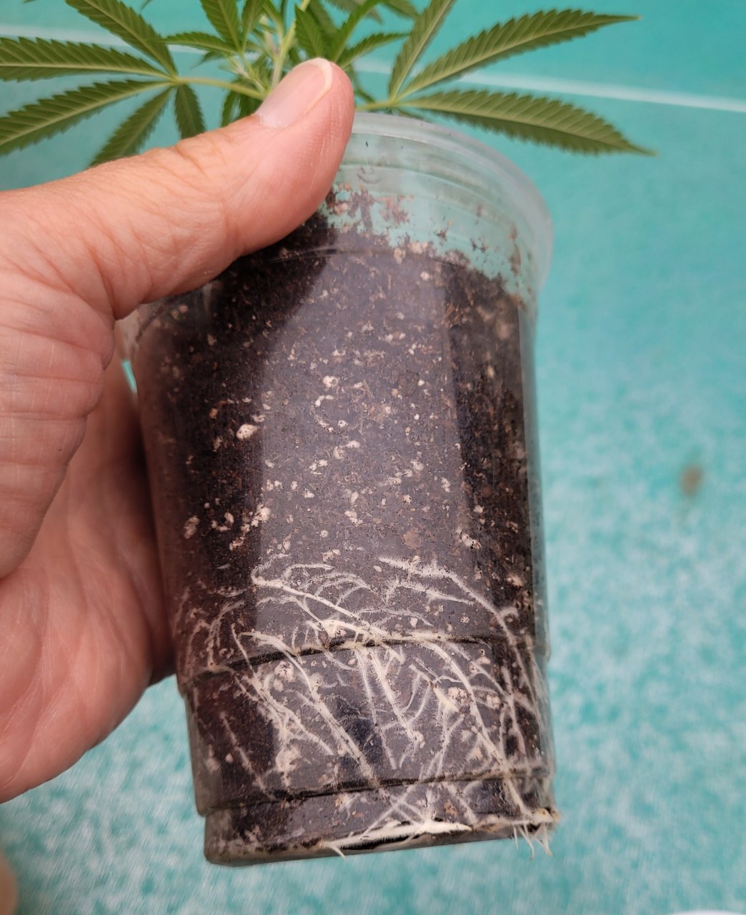 20220822_074049 CD-1 clone roots.jpg