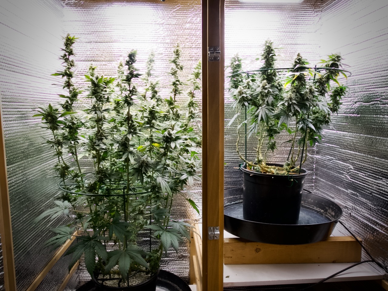 2023-10-21: White Widow, Day 101