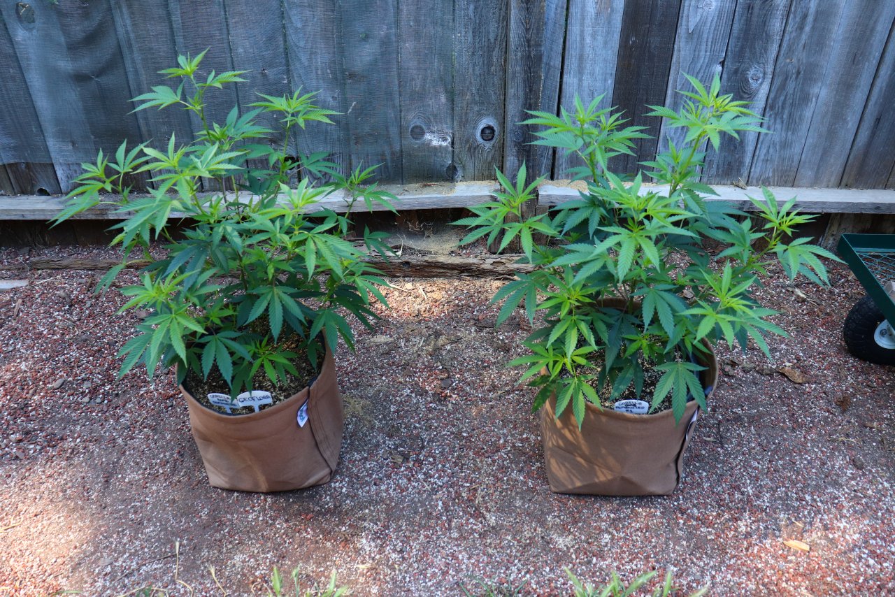 2023 Outdoor Garden-Gorilla Bomb Feminzed #'s 1 & 2-7/9/23