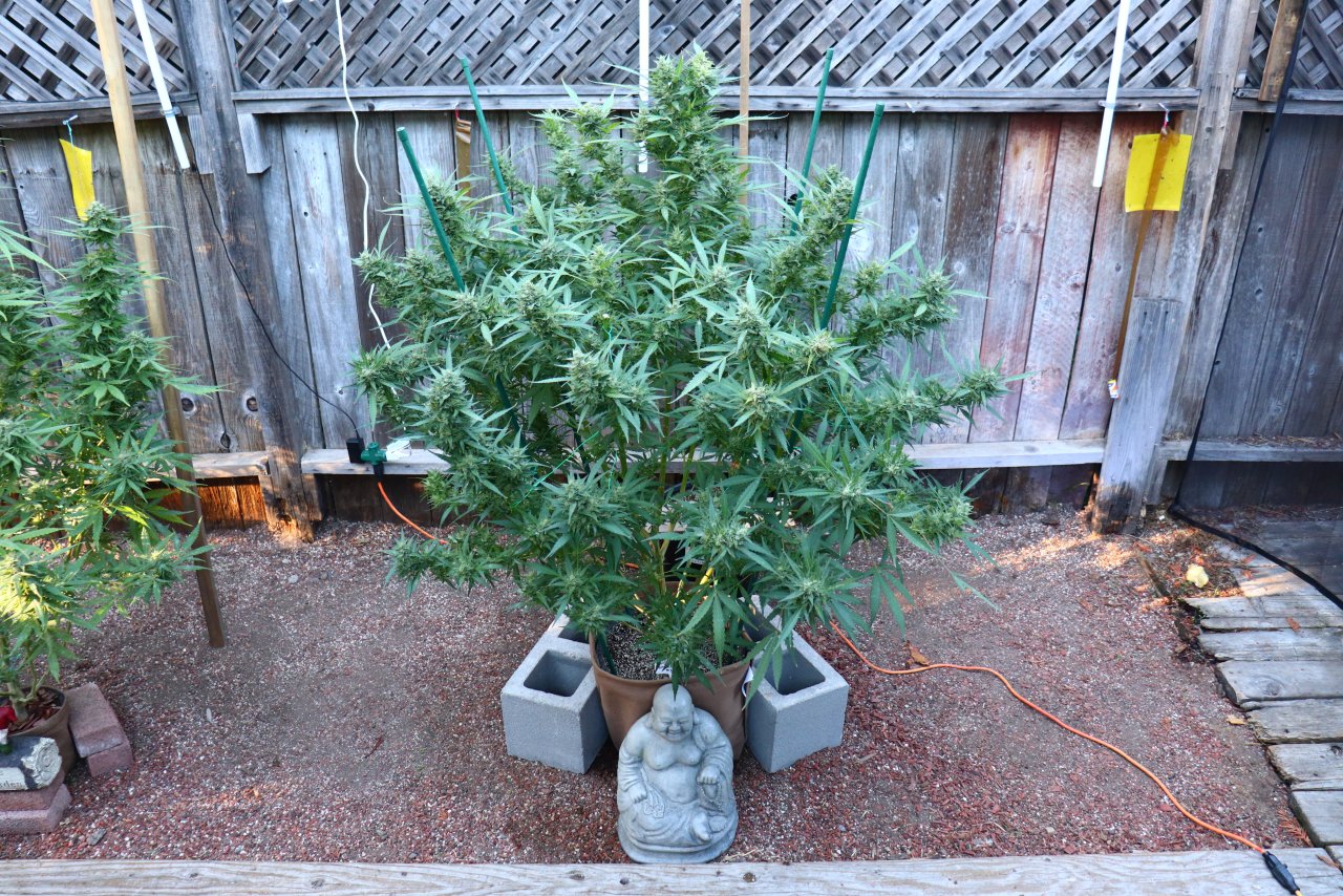 2023 Outdoor Grow Project-Gorilla Bomb Feminized #1/Harvest in Progress-10/22/23