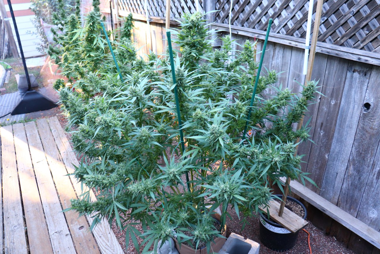 2023 Outdoor Grow Project-Gorilla Bomb Feminized #1/Harvest in Progress-10/22/23