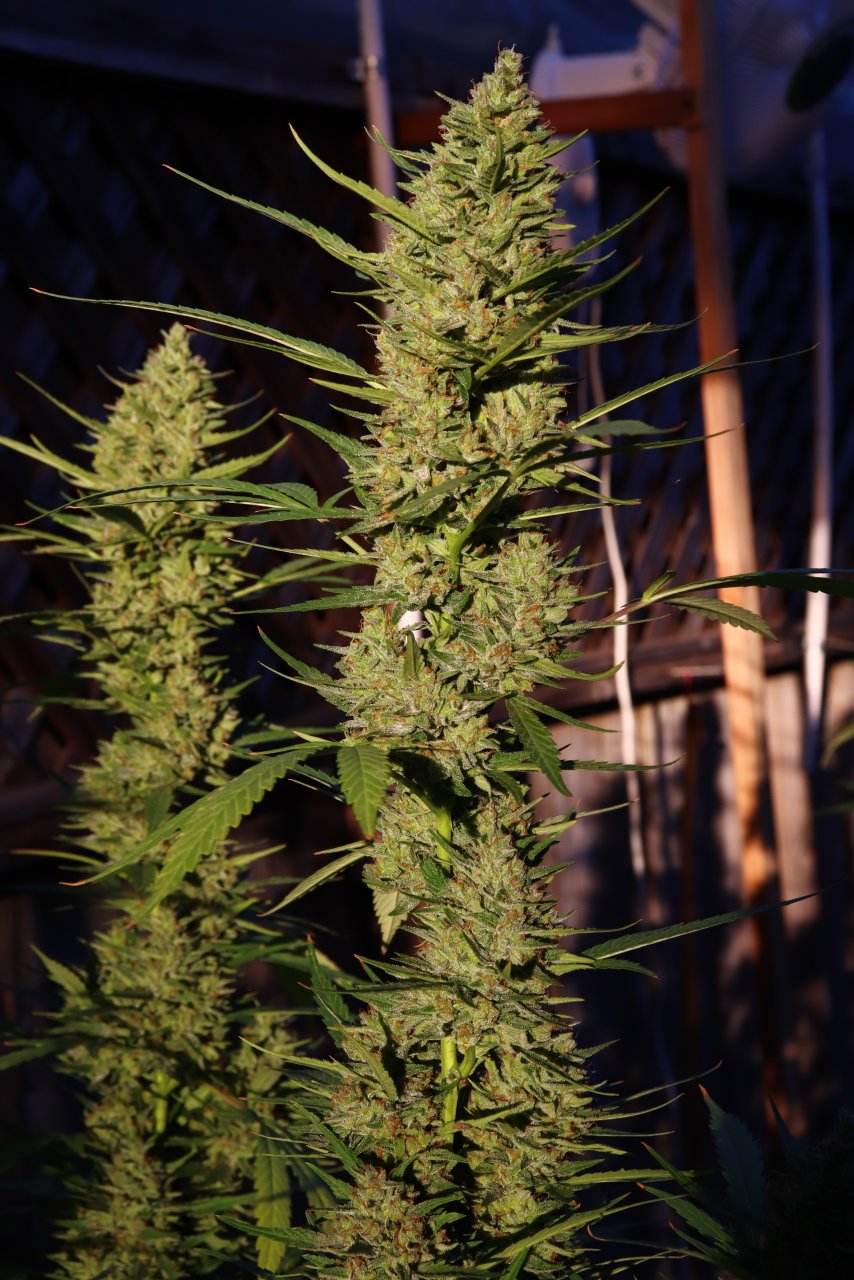 2023 Outdoor Grow Project-Gorilla Bomb Feminized #2/Week 10 of Flowering