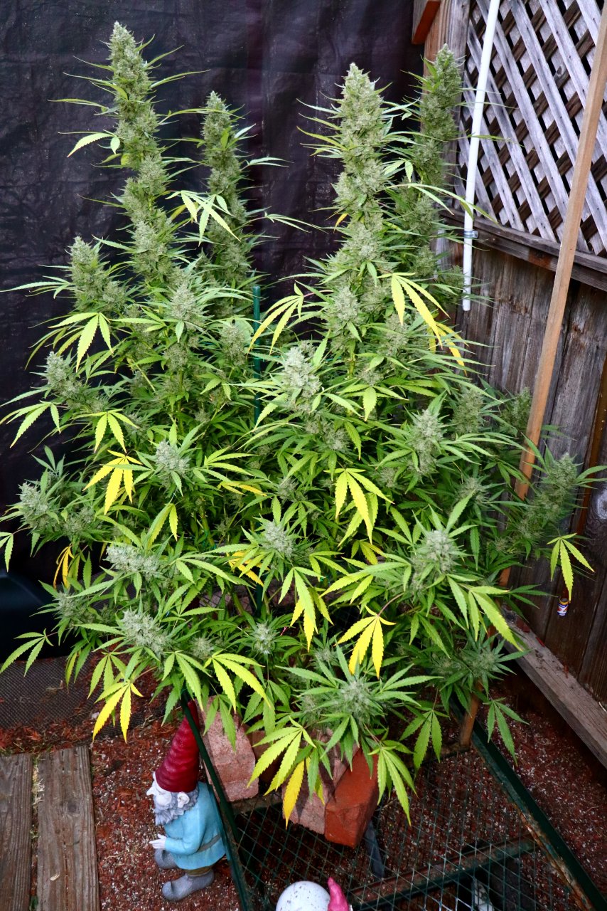 2023 Outdoor Grow Project-Gorilla Bomb Feminized #2/Week 10 of Flowering