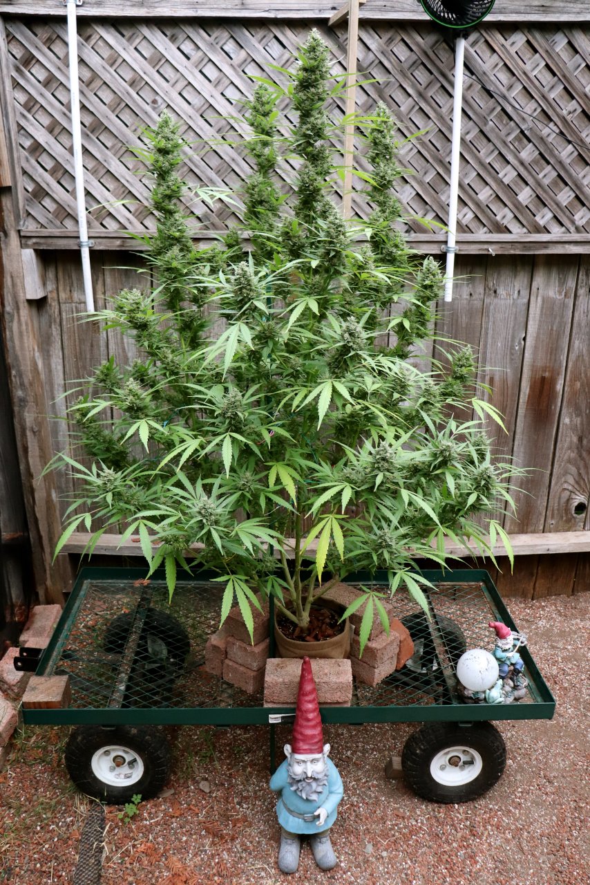 2023 Outdoor Grow Project-Gorilla Bomb Feminized #2/Week 9 of Flowering