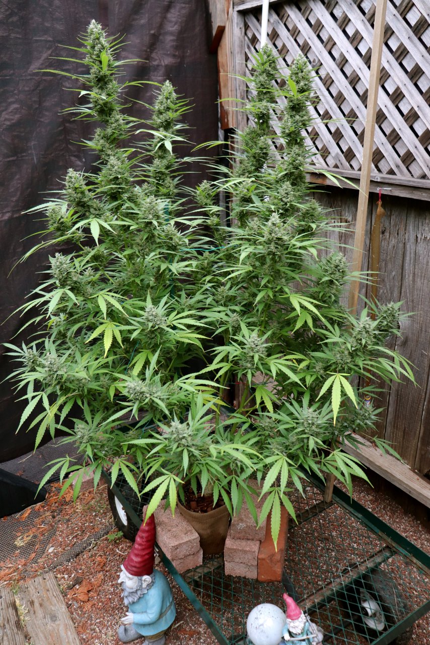 2023 Outdoor Grow Project-Gorilla Bomb Feminized #2/Week 9 of Flowering