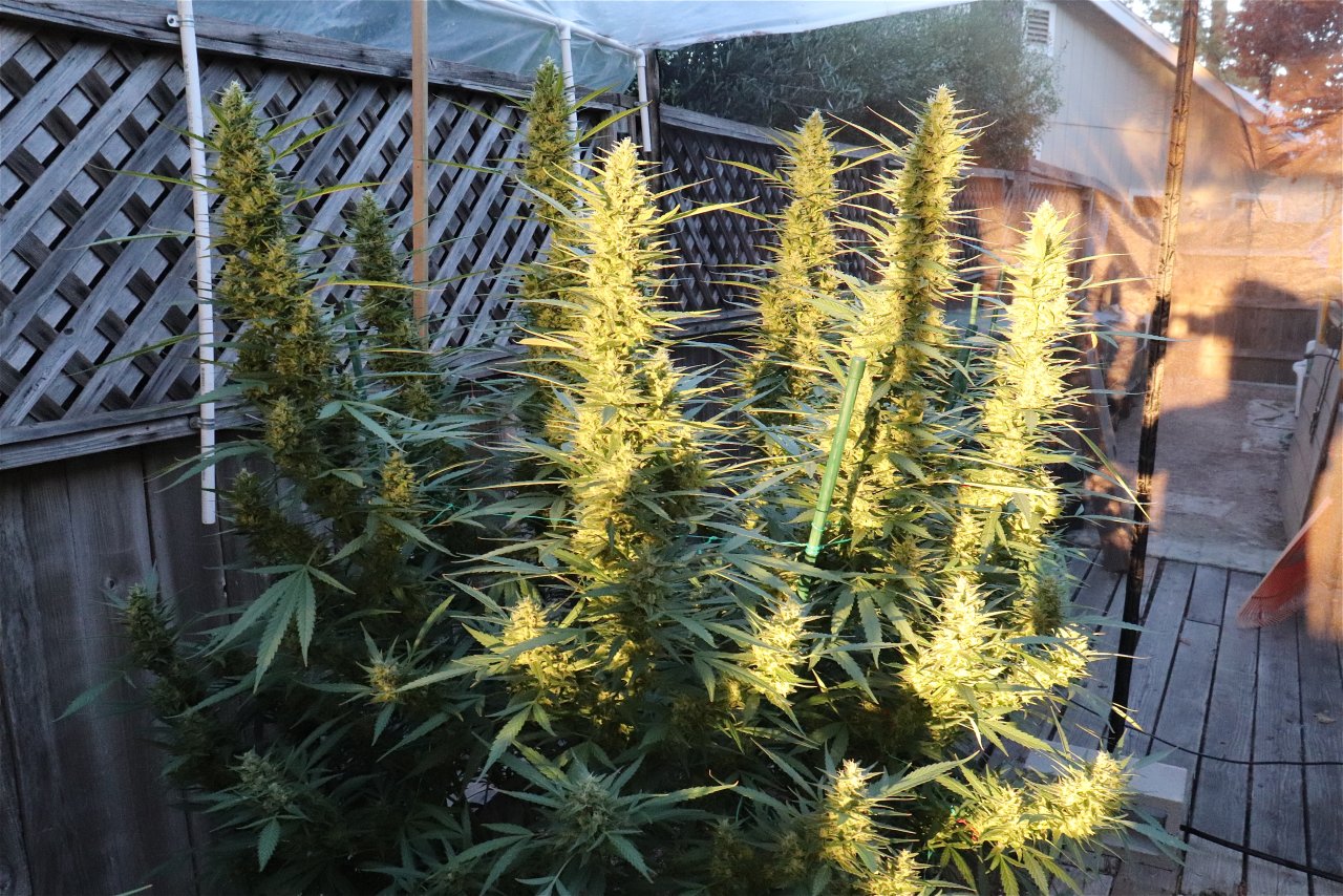 2023 Outdoor Grow Project-Gorilla Bomb Feminized/Week 6 of Flowering-10/3/23