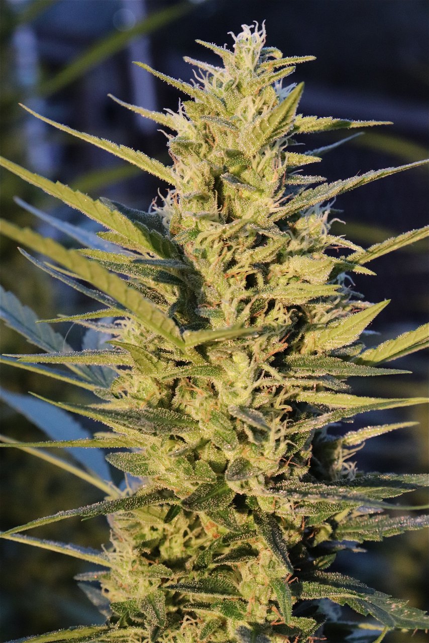 2023 Outdoor Grow Project-Gorilla Bomb Feminized/Week 6 of Flowering-10/3/23