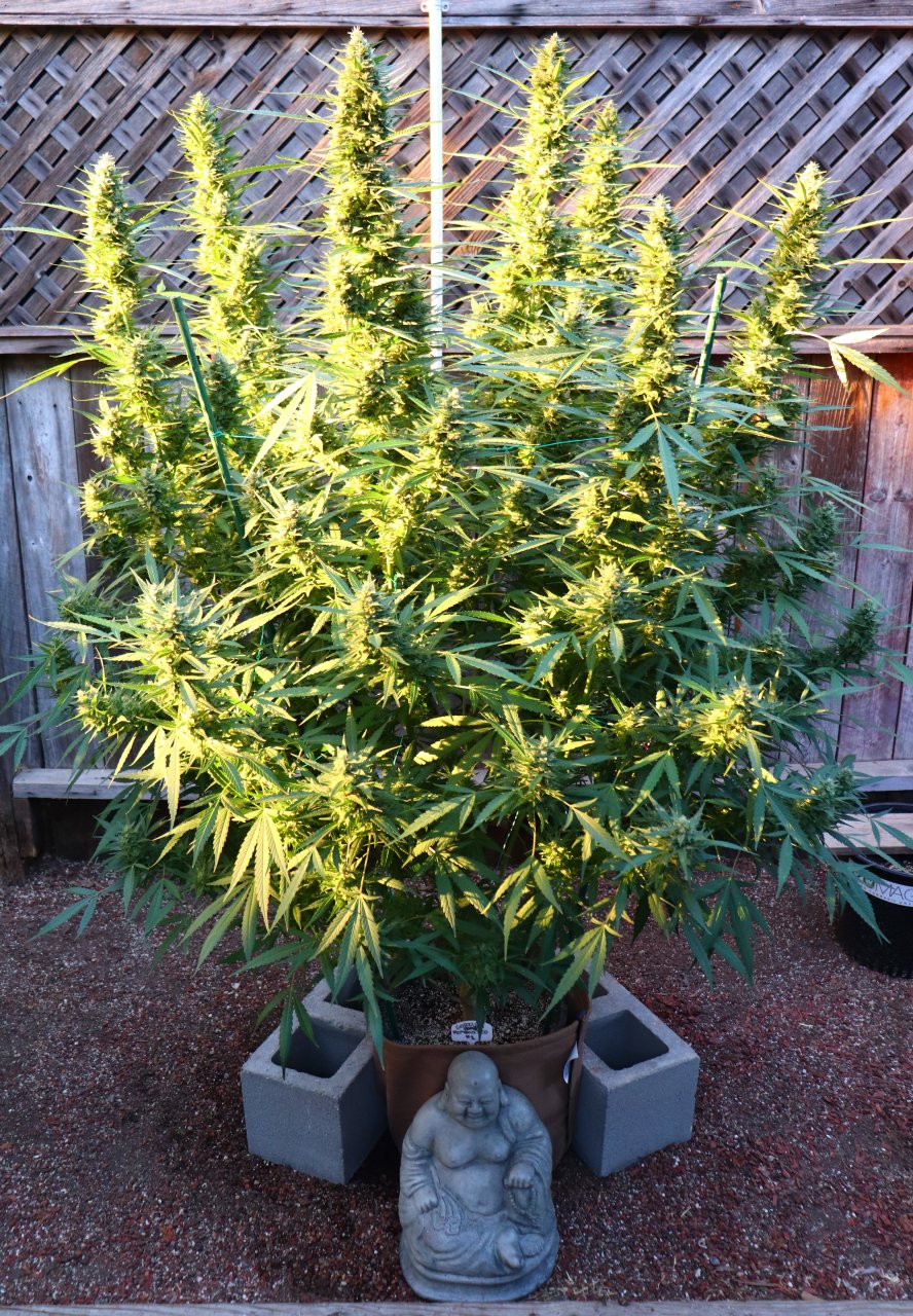 2023 Outdoor Grow Project-Gorilla Bomb Feminized/Week 7 of Flowering-10/7/23