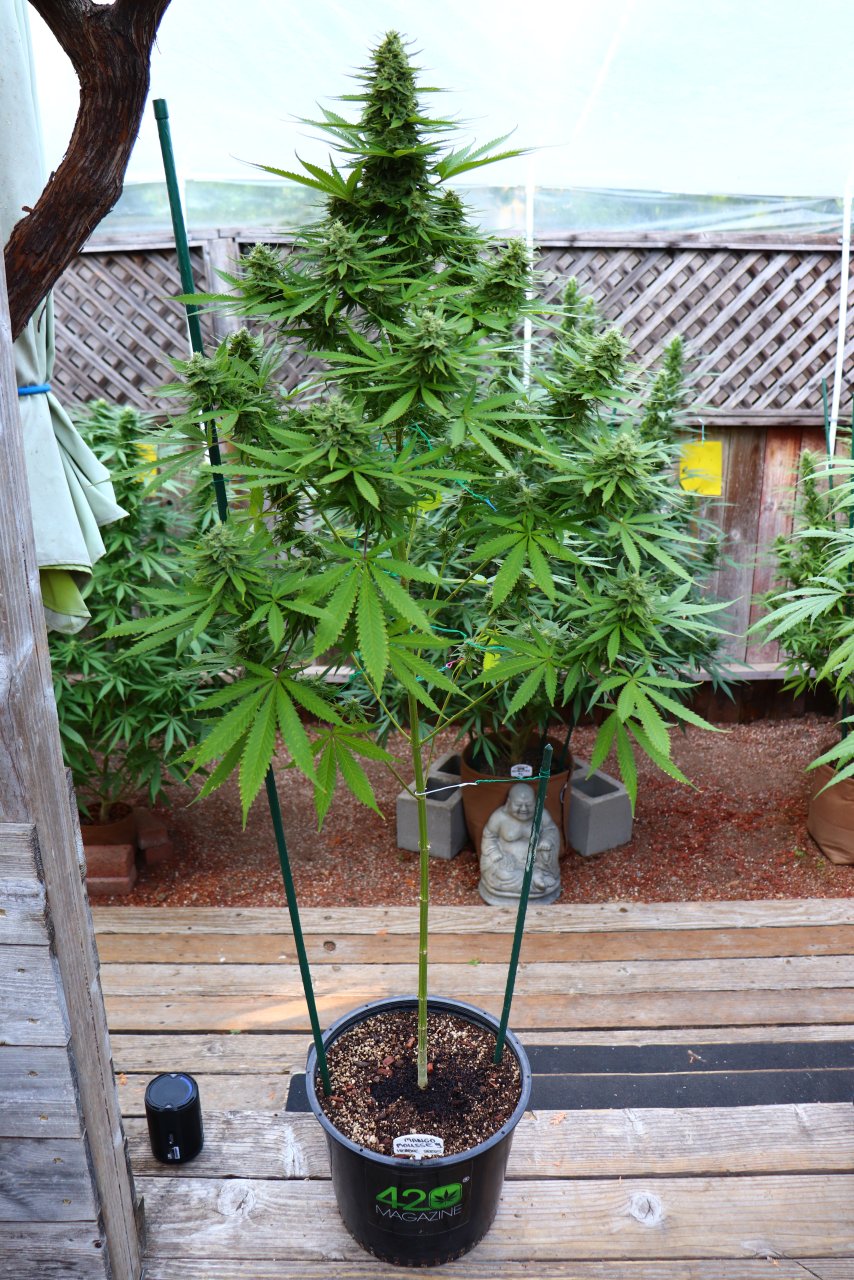 2023 Outdoor Grow Project-Weeks 5 thru 6 of Flowering-9/19/23