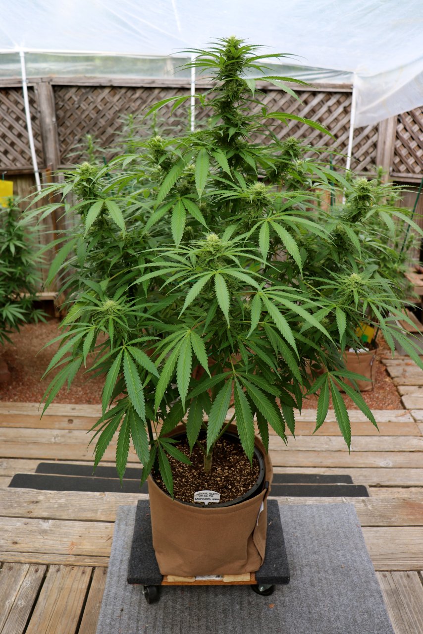 2023 Outdoor Grow-Sager Bloom Haze F2-9/1/23