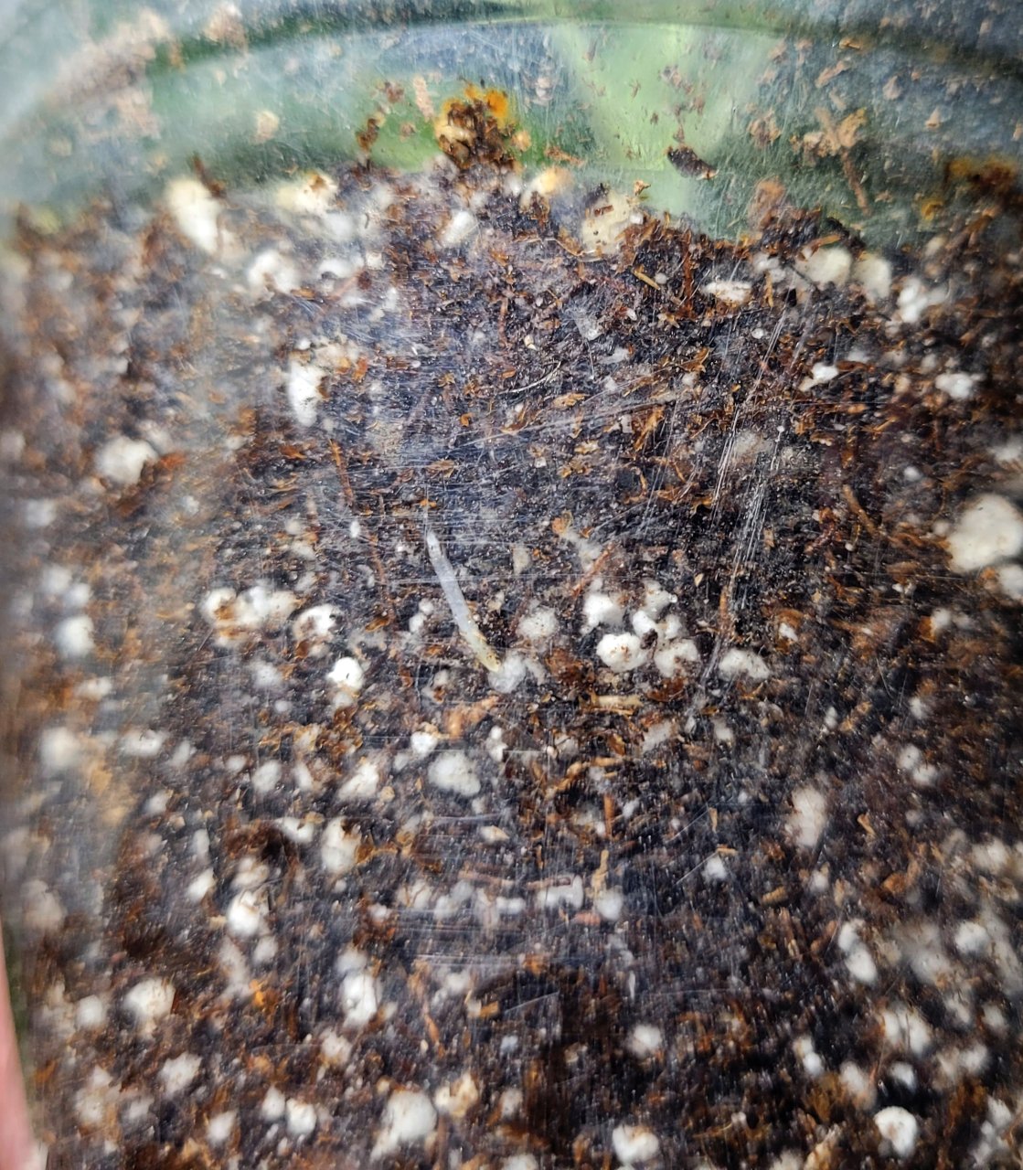 20230108_164427 LeC 1 clone root, day 14.jpg