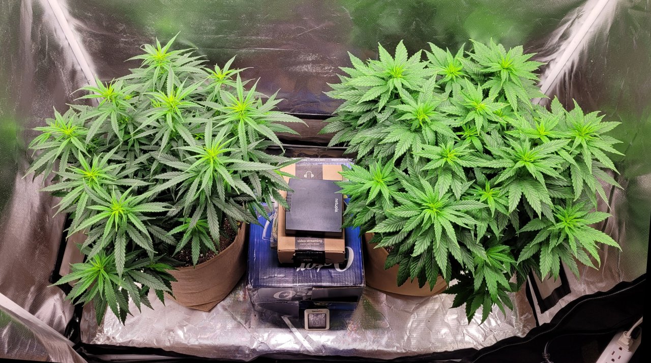 20230118_083633 winter grow flip day 4.jpg