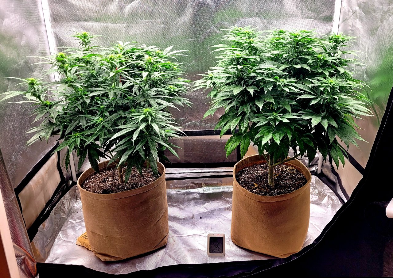 20230129_095116 winter grow flip day 16.jpg