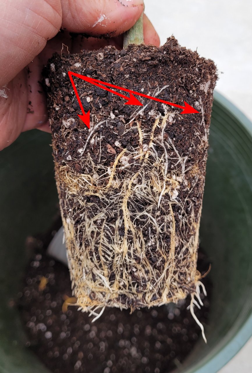 20230430_164509 LeC new mother transplant roots higher.jpg