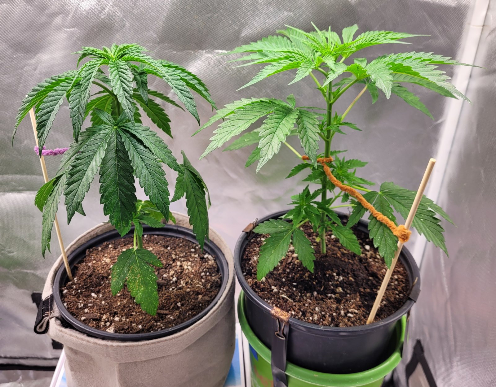 20230528_095048 Summer grow post transplant.jpg