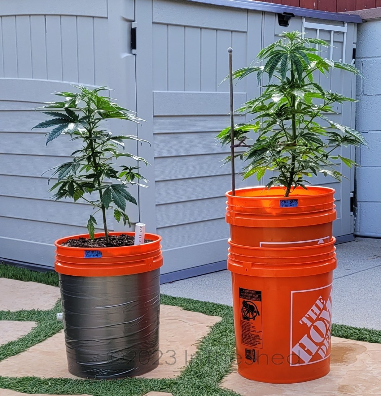 20230606_082055 Summer grow.jpg