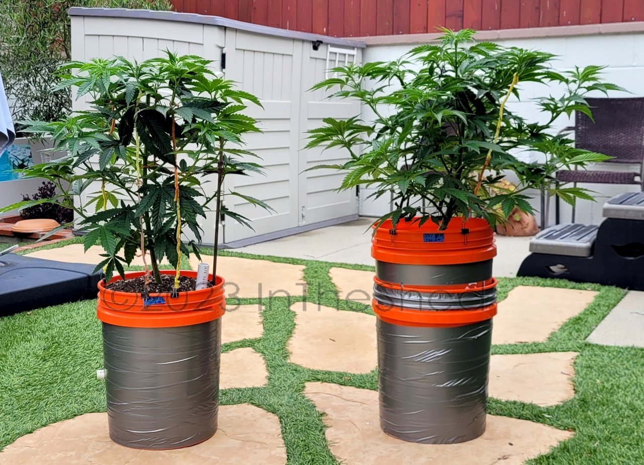 20230615_085531 summer grow.jpg