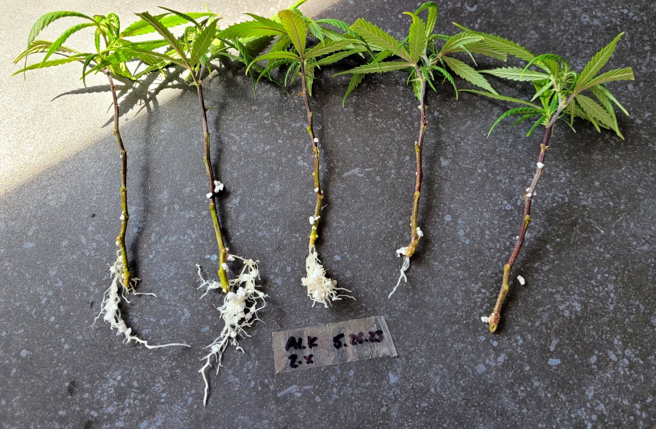 20230623_154457 ALK 2.x perlite roots.jpg