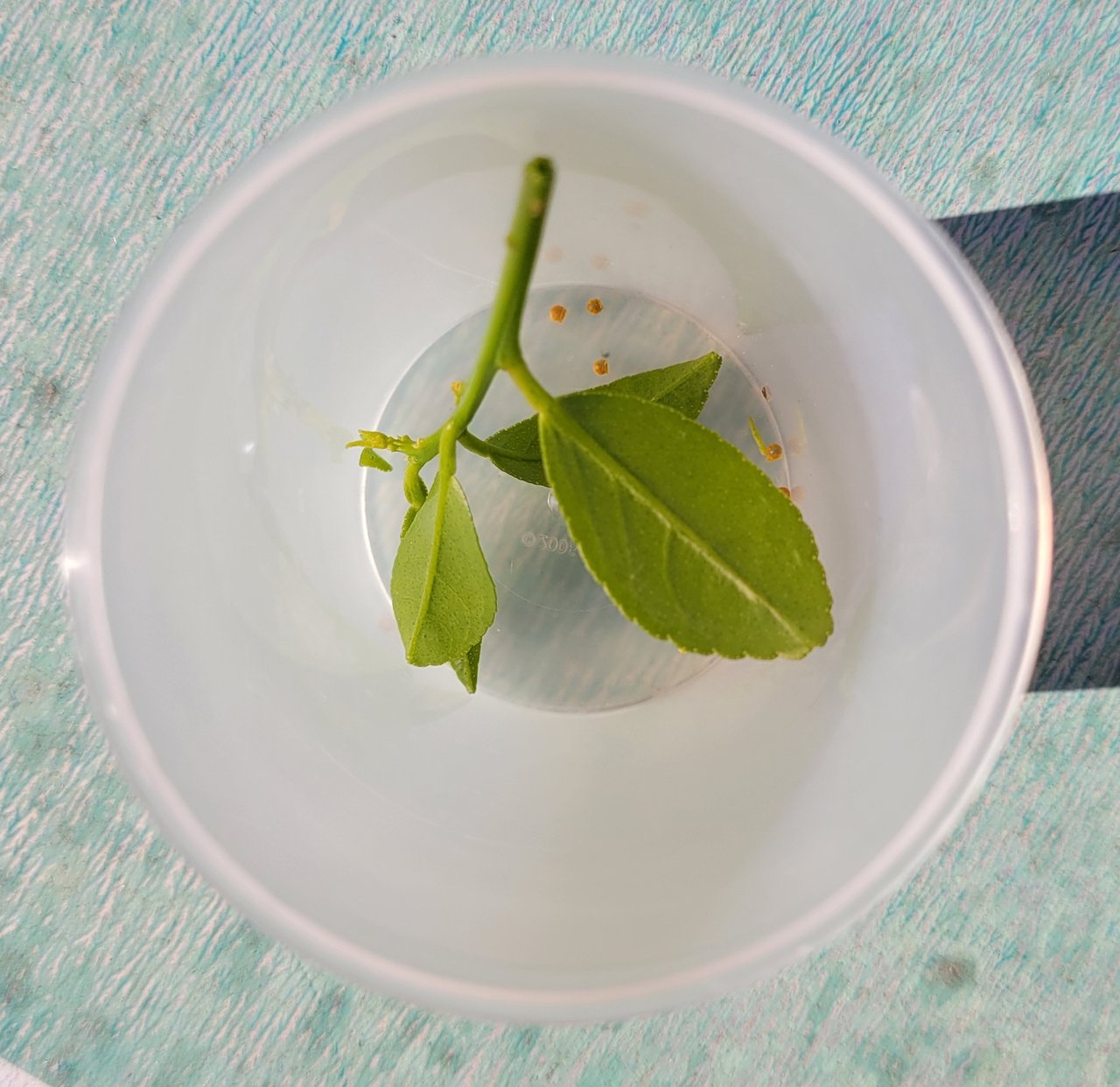 20231201_110111 swallowtail butterfly eggs.jpg