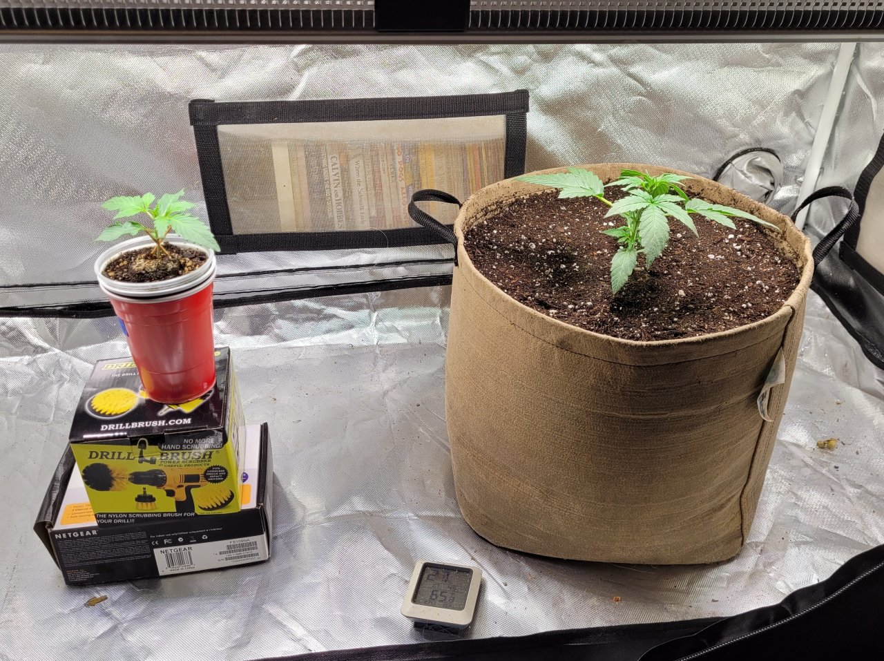 20231201_151337 RTa transplanted - tent.jpg