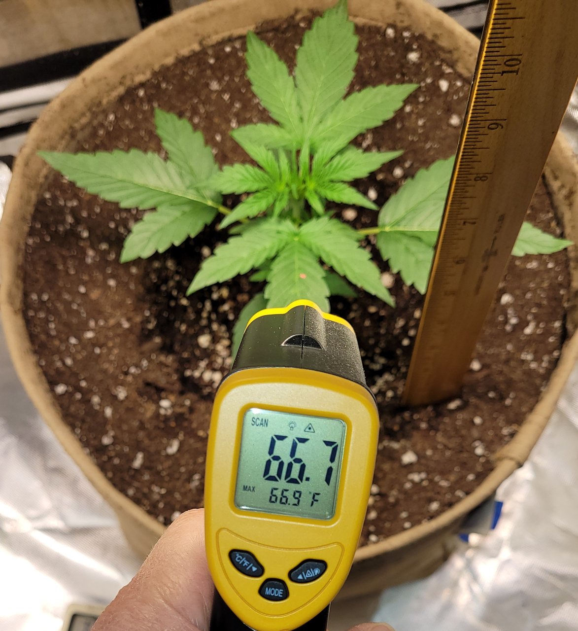 20231202_110943 12 inches from soil, leaf temp 66.7ºF.jpg