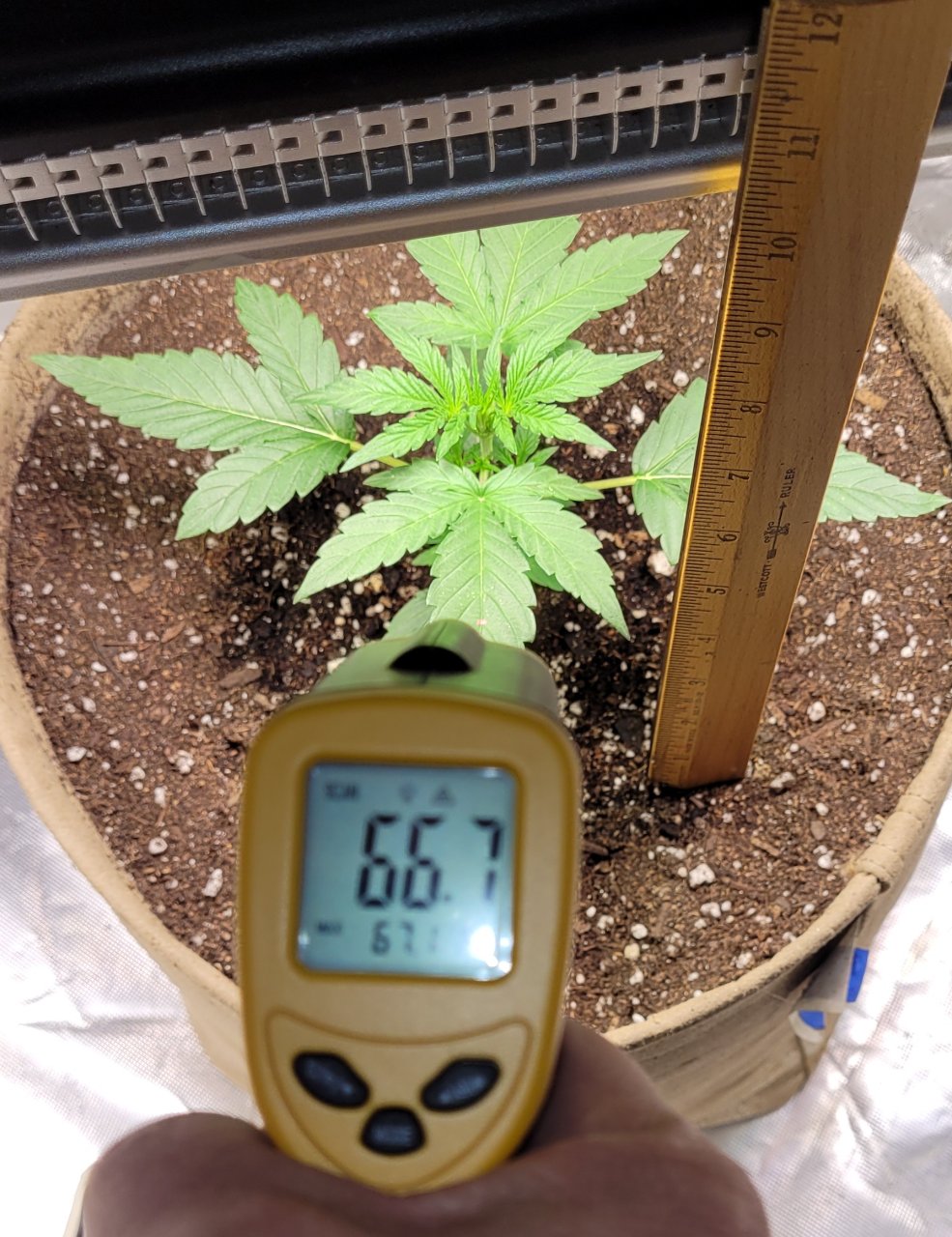 20231202_120958 10 inches from soil, leaf temp 66.7ºF.jpg