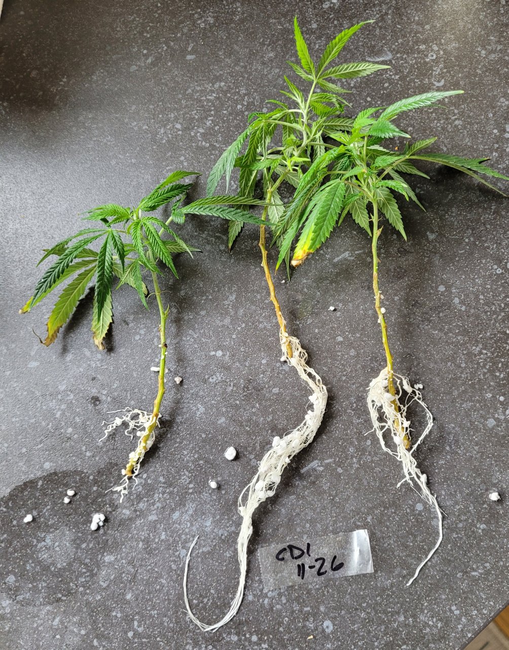 20231229_141151 CD-1 perlite cuttings rooted.jpg