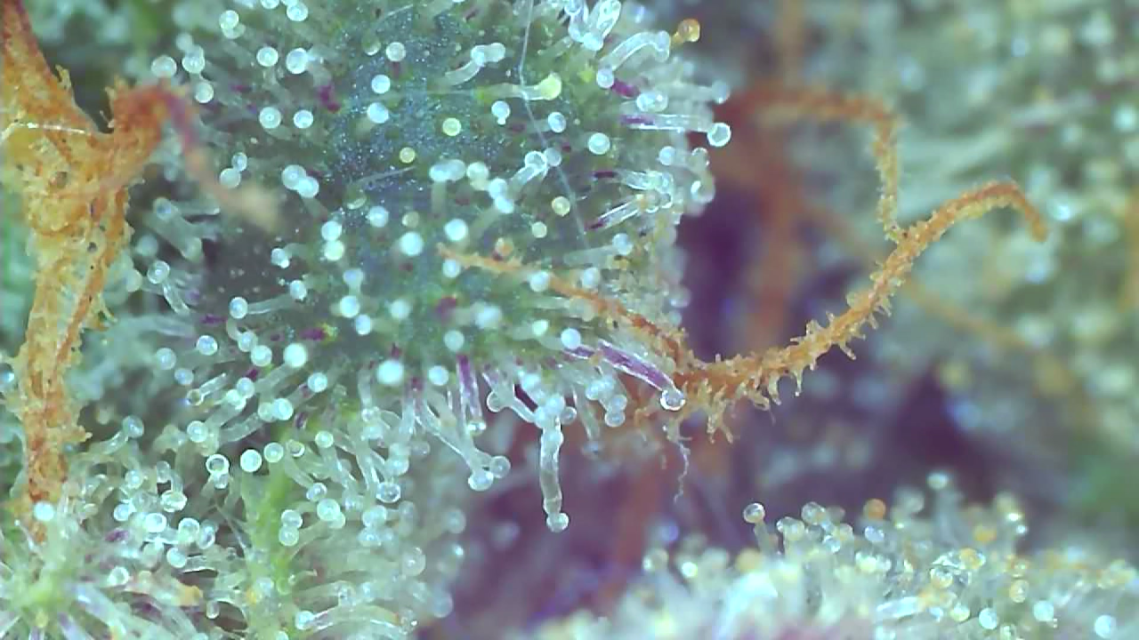 2023_03_09_11_27_49_495 ALK purple trichomes.png