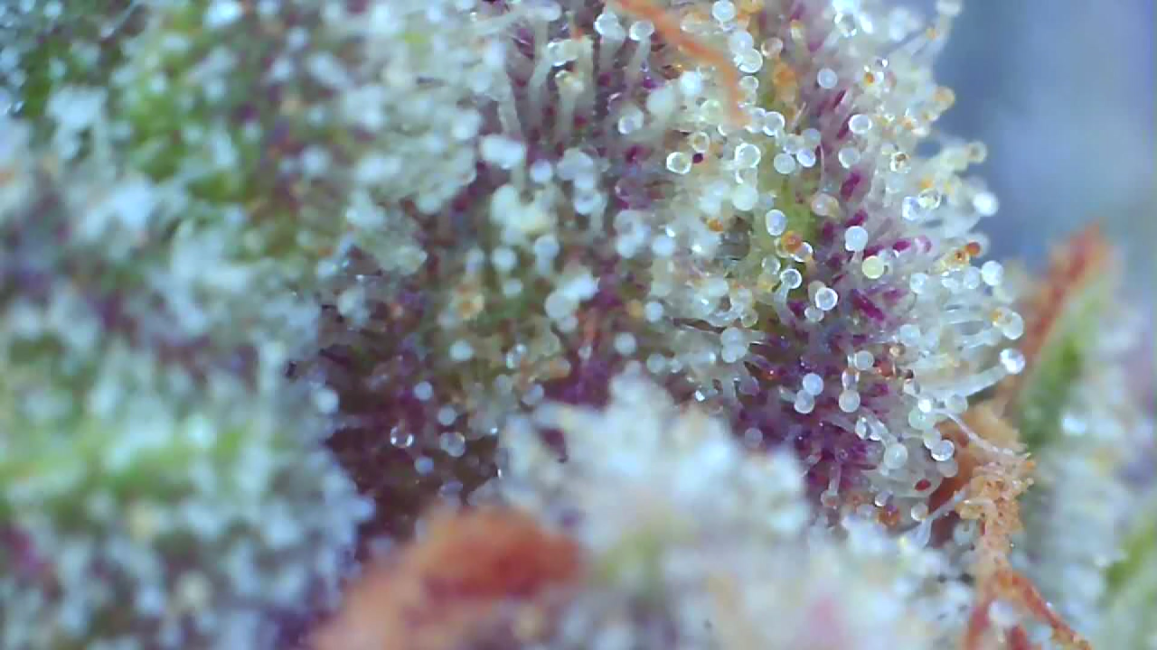 2023_03_09_11_36_06_924 ALK purple trichomes.png