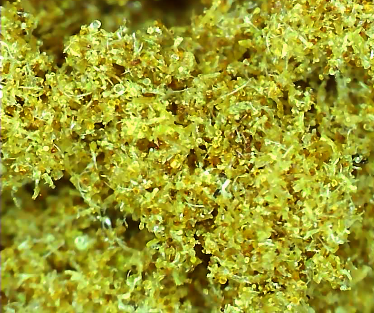 2023_09_15_12_33_13_715 TW trim kief.png