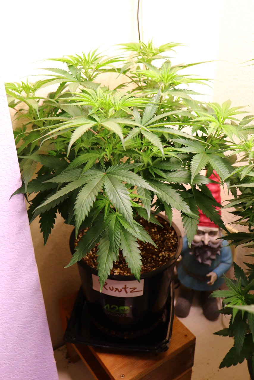 2024 Indoor Grow Project-Day 3 of Flowering/54 of Vegging-4/24/24