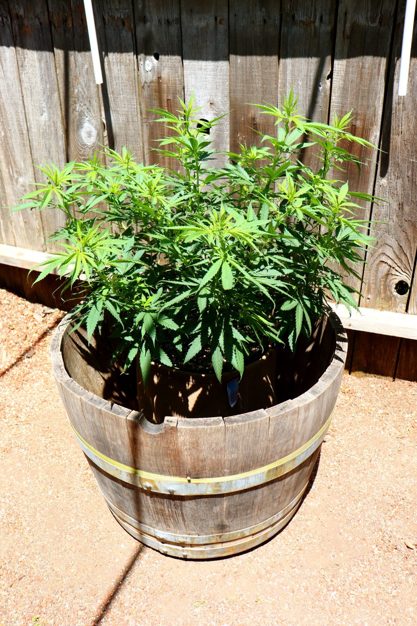 2024 Outdoor Grow Project-5/16/24