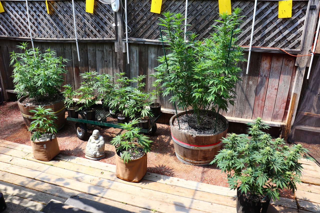 2024 Outdoor Grow Project-5/28/24