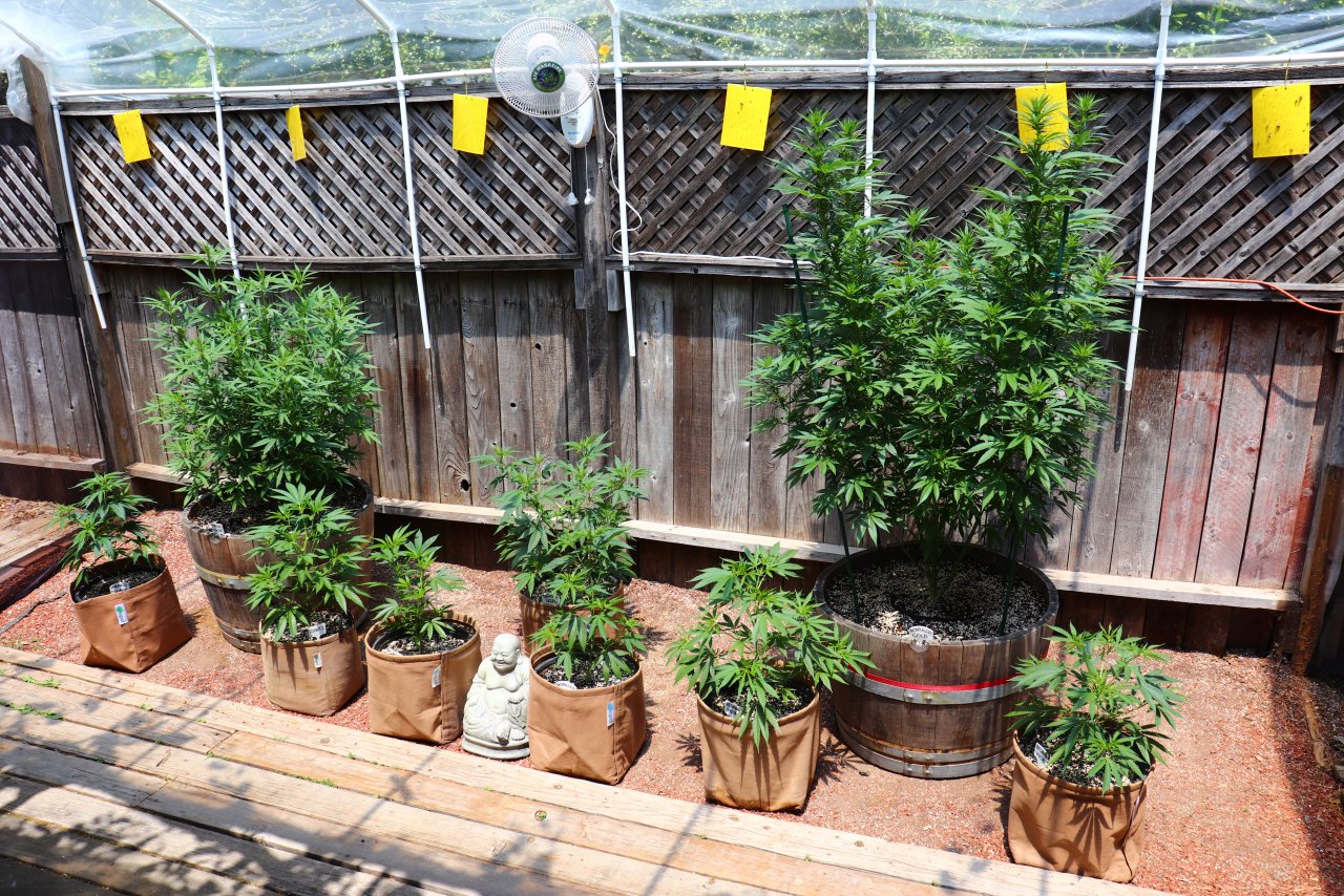 2024 Outdoor Grow Project-6/1/24