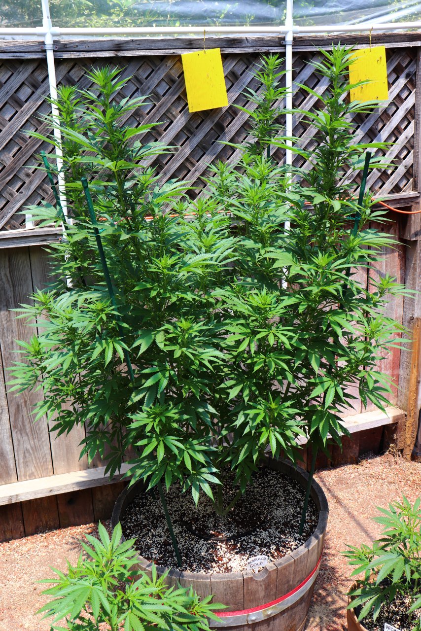 2024 Outdoor Grow Project-6/1/24