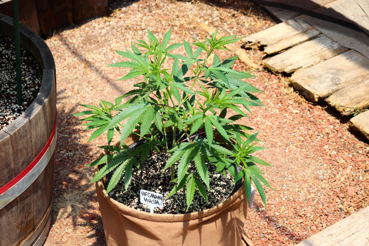 2024 Outdoor Grow Project-6/1/24