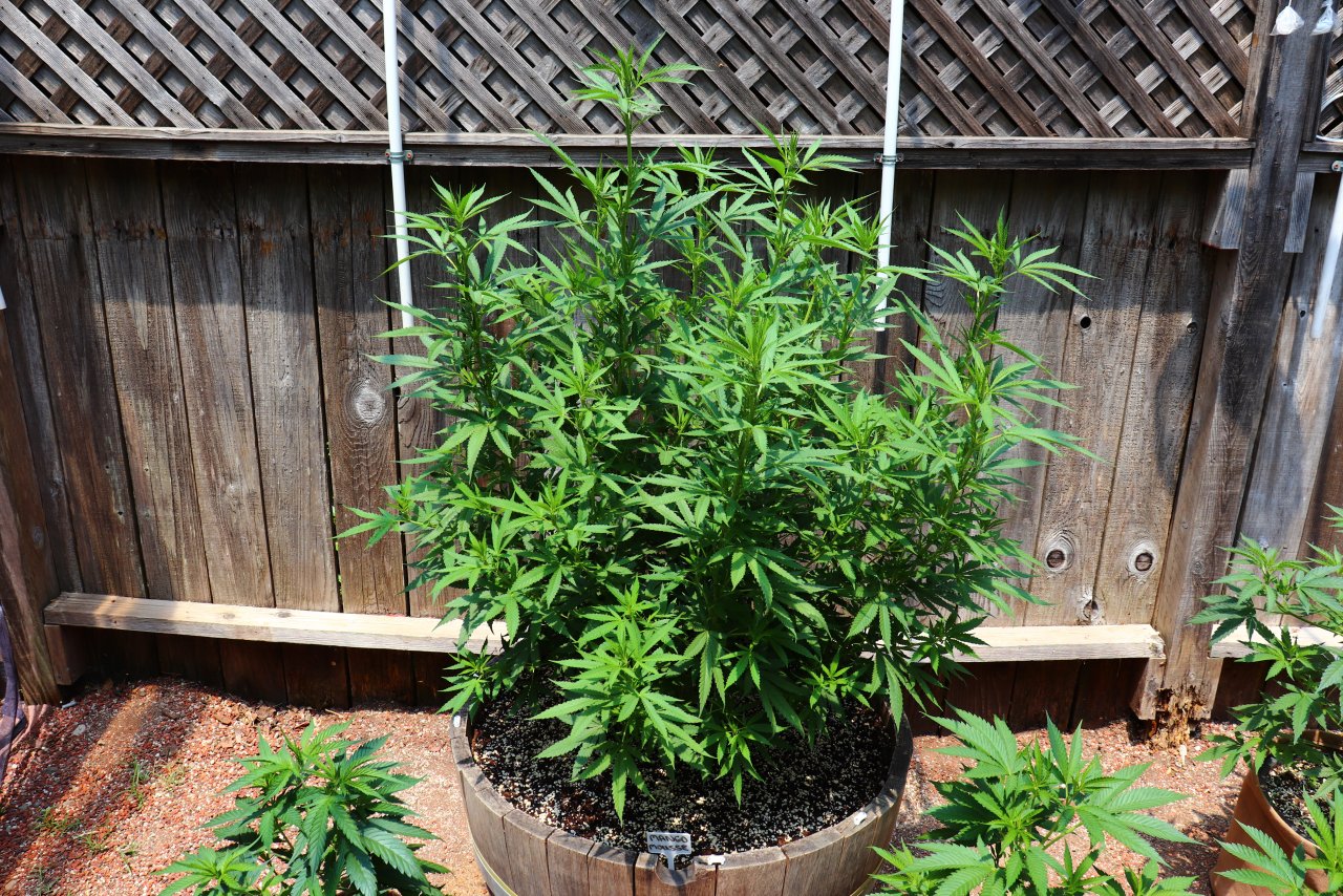 2024 Outdoor Grow Project-6/1/24