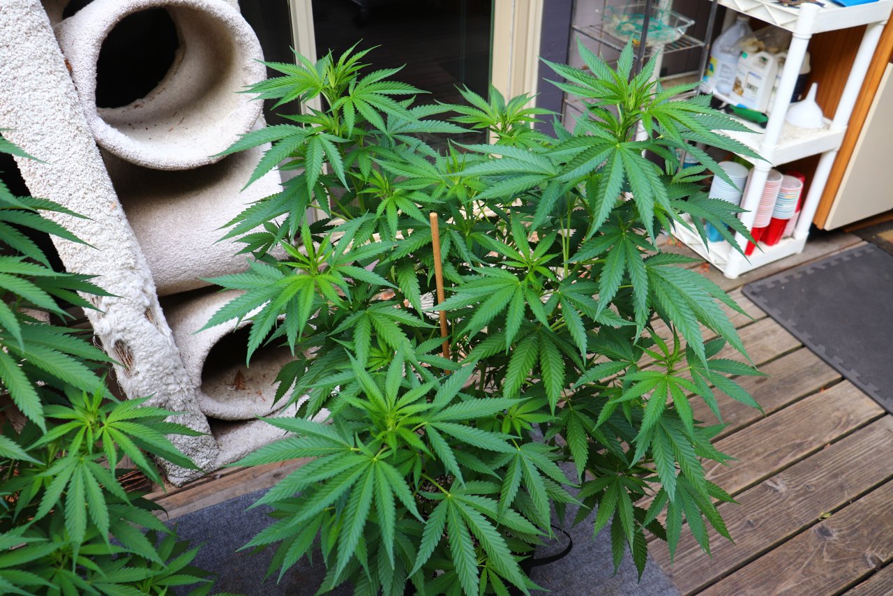 2024 Outdoor Grow Project-6/25/24