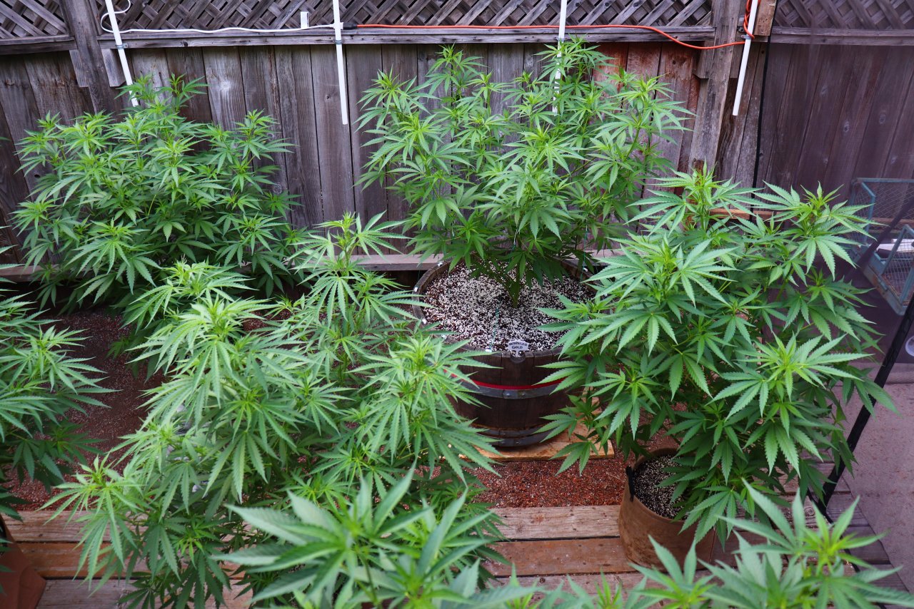 2024 Outdoor Grow Project-6/25/24