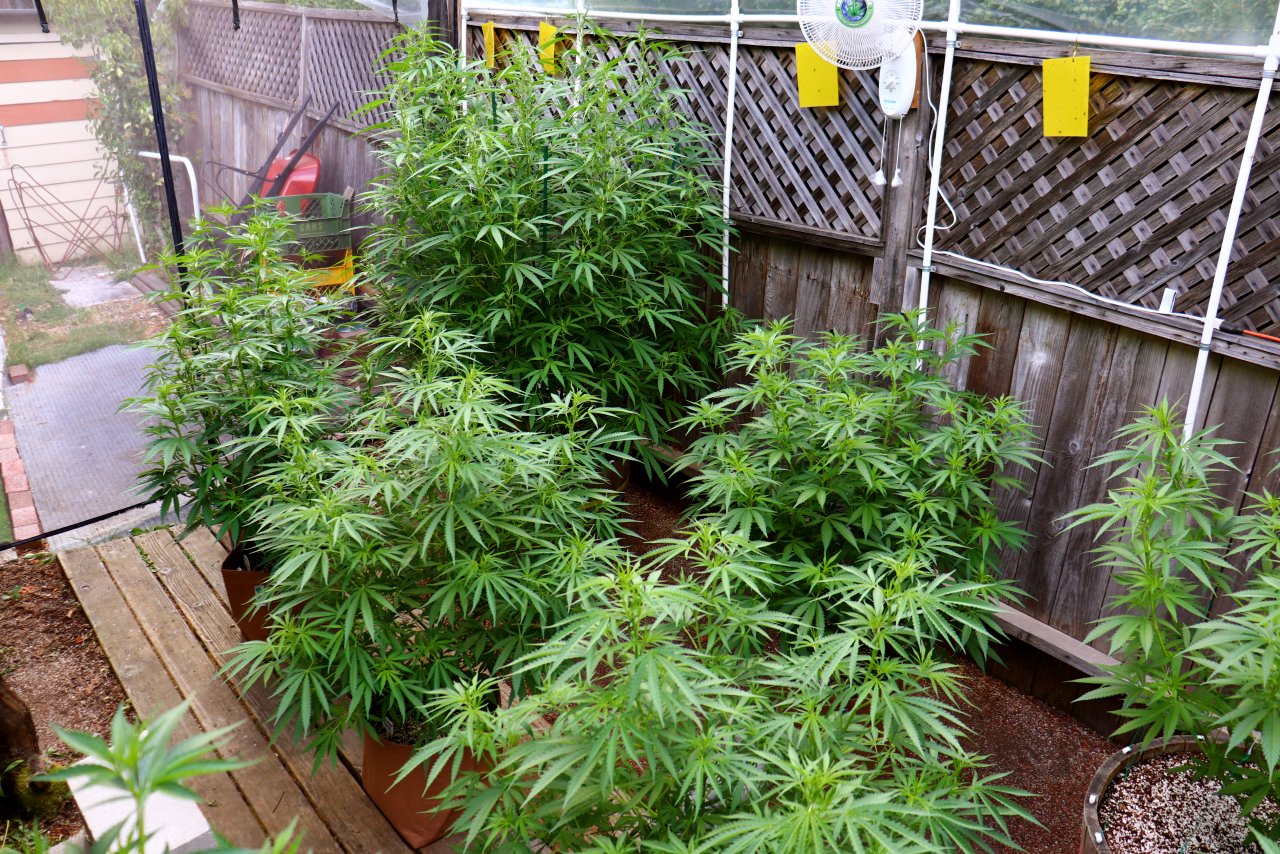 2024 Outdoor Grow Project-6/25/24