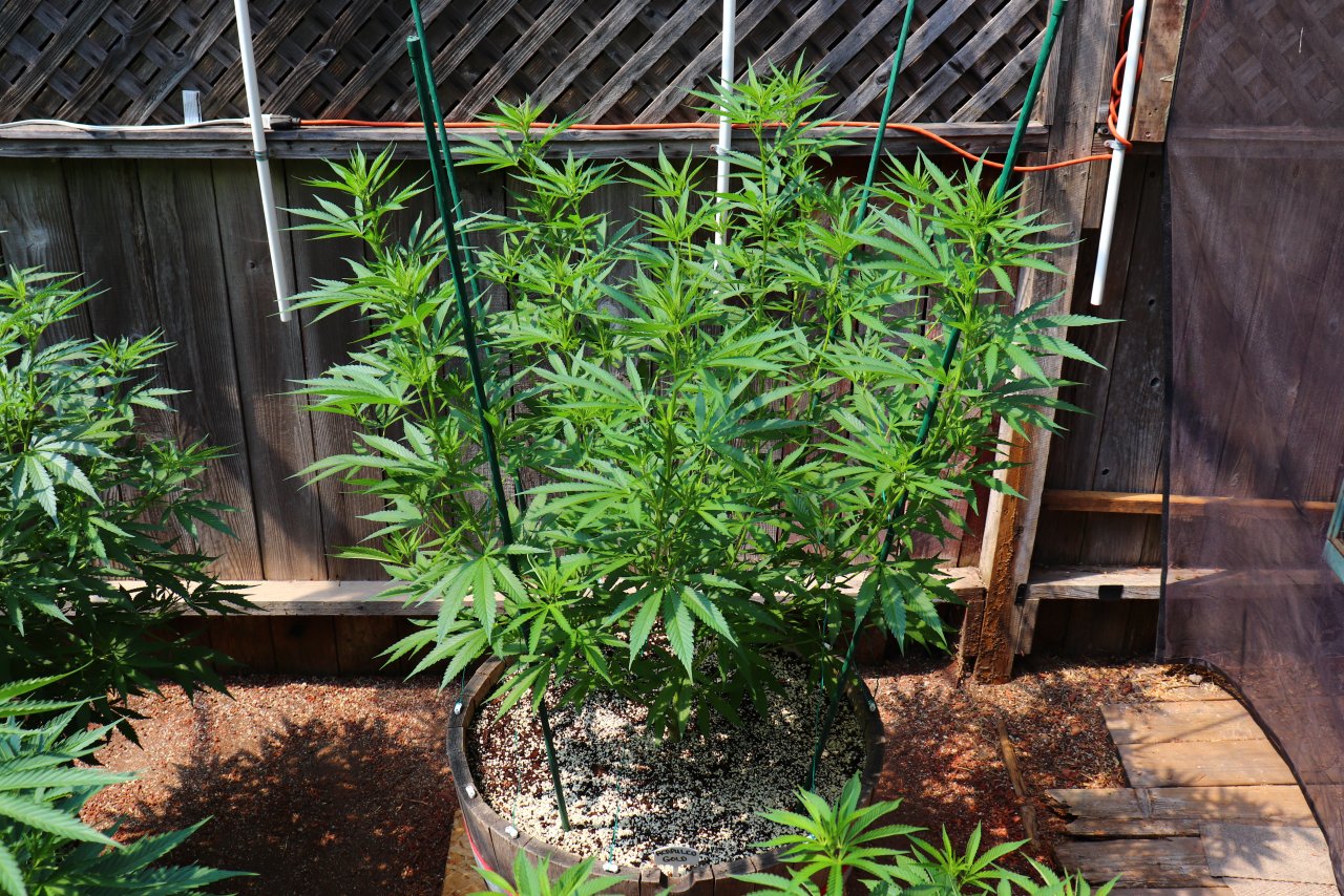 2024 Outdoor Grow Project-6/29/24