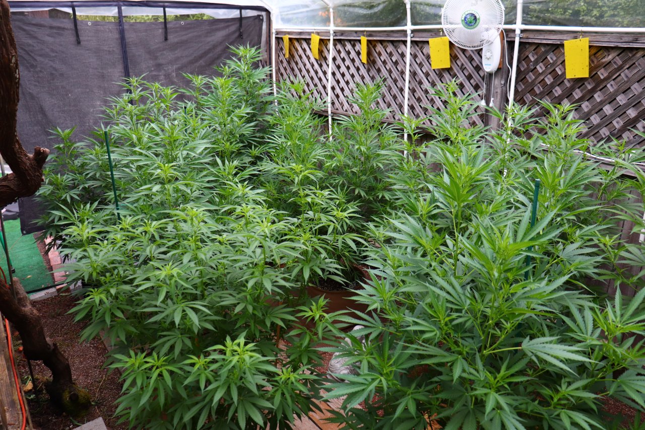 2024 Outdoor Grow Project-7/7/24